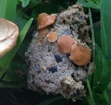Pseudombrophila porcina image