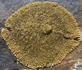 Lobothallia alphoplaca image