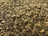 Lobothallia alphoplaca image