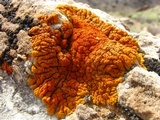 Caloplaca trachyphylla image