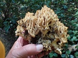 Ramaria rubricarnata var. verna image
