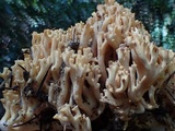 Ramaria rubricarnata var. verna image