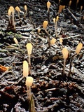 Mitrula elegans image
