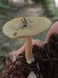 Inocybe abjecta image