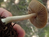 Inocybe abjecta image