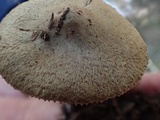 Inocybe abjecta image