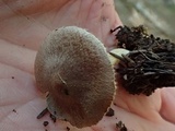 Inocybe abjecta image