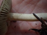 Inocybe abjecta image
