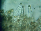 Inocybe abjecta image