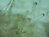 Inocybe abjecta image