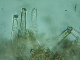 Inocybe abjecta image