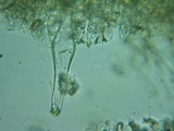 Inocybe abjecta image