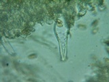 Inocybe abjecta image