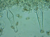 Inocybe abjecta image
