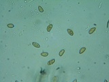 Inocybe abjecta image