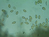 Inocybe abjecta image