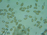 Inocybe abjecta image