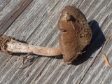 Inocybe assimilata image