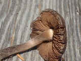Inocybe assimilata image