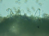 Inocybe assimilata image