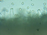 Inocybe assimilata image