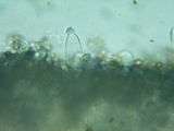 Inocybe assimilata image