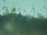 Inocybe assimilata image