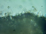 Inocybe assimilata image