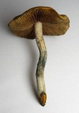 Psilocybe subaeruginosa image