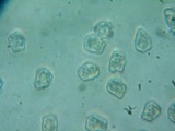 Inocybe assimilata image