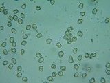 Inocybe assimilata image