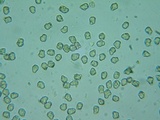 Inocybe assimilata image