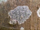 Amandinea punctata image