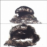 Amandinea punctata image