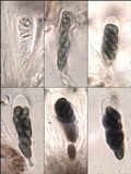 Amandinea punctata image