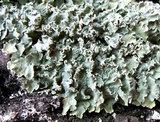 Flavopunctelia soredica image