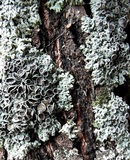 Physcia aipolia image