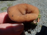 Gyromitra melaleucoides image
