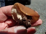 Gyromitra melaleucoides image