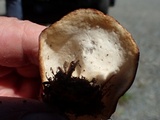 Gyromitra melaleucoides image