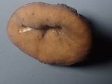 Gyromitra melaleucoides image