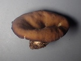 Gyromitra melaleucoides image