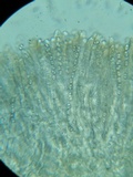 Gyromitra melaleucoides image