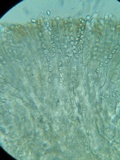 Gyromitra melaleucoides image
