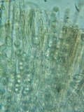 Gyromitra melaleucoides image