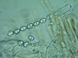 Gyromitra melaleucoides image