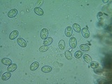 Gyromitra melaleucoides image