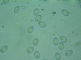 Gyromitra melaleucoides image