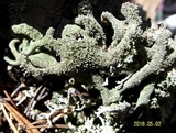 Pseudevernia furfuracea var. furfuracea image