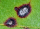 Phyllosticta kalmicola image